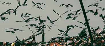 Case Study: Transforming a Local Landfill Solution into a Global Platform